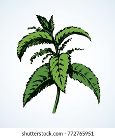 Fresh old perennial vegetarian urens weed isolated on white background. Bright color hand drawn picture emblem in art doodle style. Closeup view with space for text