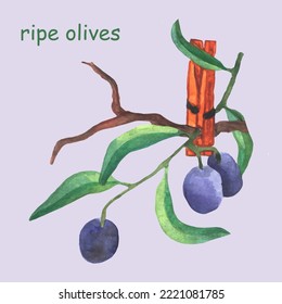 Fresh olives healthy food. branch of ripe olives with leaves is held with wooden clothespin. black olives. watercolor botanical illustration. farm product without nitrates