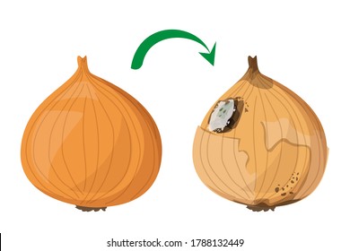 Fresh onion becomes rotten vector isolated. Organic natural product, healthy raw food. Rotting product, mold on the onion, damaged meal.