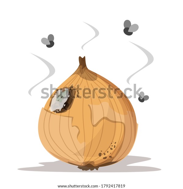 Fresh onion becomes rotten vector isolated.\
Rotting product, mold on the onion, damaged meal. Insects flying\
around the vegetable.