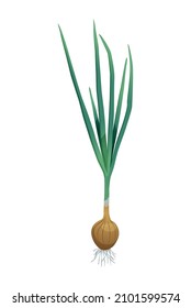 Fresh onion bulb with green tops flat vector illustration