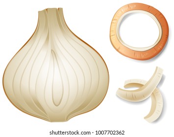 Fresh onion and different slices illustration
