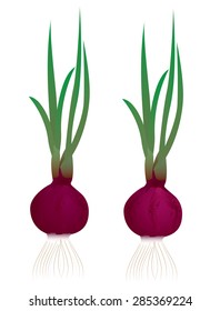 fresh onion plant vector design