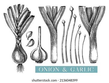 Fresh onion sketches set. Hand-sketched Vegetable illustrations. Healthy food plant. Vector drawing of raw cultivated onion, leek, chives, garlic. For packaging, recipes, restaurants menu design.
