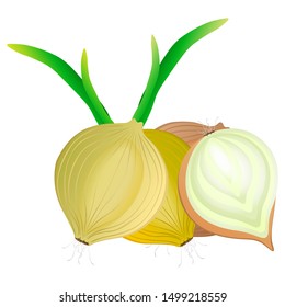 Fresh onion with tops on a white background. Harvesting for the winter. Autumn harvest. Vector illustration