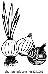 Fresh onions doodle & sliced vector illustration. hand drawing