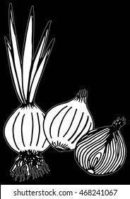 Fresh onions doodle & sliced vector illustration. hand drawing