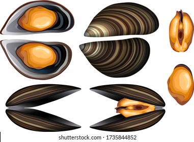 Fresh open and closed mussels vector set