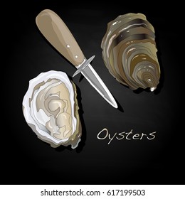 Fresh opened oyster images set
