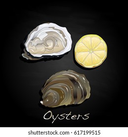 Fresh opened oyster images set