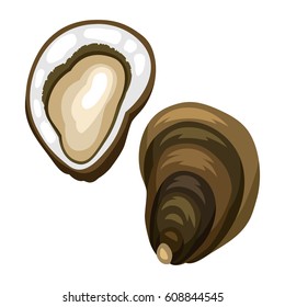 Fresh opened oyster. Isolated illustration of seafood on white background.