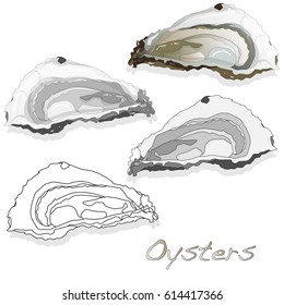 Fresh opened oyster on white background
