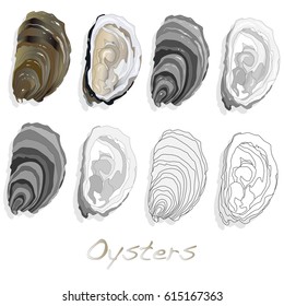 Fresh opened oyster on white background