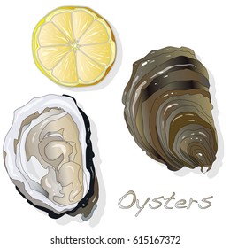 Fresh opened oyster on white background