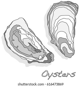 Fresh opened oyster on white background