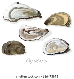 Fresh opened oyster on white background