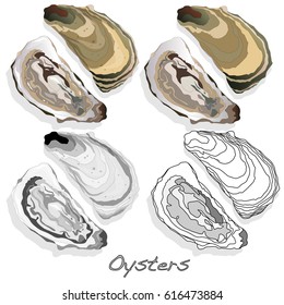 Fresh opened oyster on white background