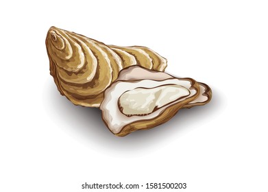 Fresh opened oyster sea shell vector illustration on white background