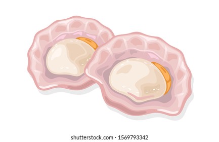 Fresh opened scallop. Seafood delicacies. Clam bivalve mollusk. Marine wildlife, underwater inhabitants. Vector illustration isolated on white background for market label, food packing, menu.