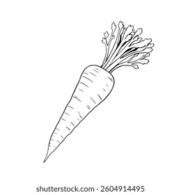 Fresh Orange Carrot with Green Tops Isolated Illustration