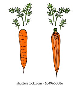 Fresh Orange Carrots with Leaves. Half of Carrot. Sliced Carrot. Ripe Vegetables. Carrots with Tops. Vegetarian Cuisine. Salad Ingredient. Realistic Hand Drawn Illustration. Savoyar Doodle Style.