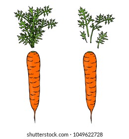 Fresh Orange Carrots with Leaves. Ripe Vegetables. Carrots with Separated Tops. Vegetarian Cuisine. Salad Ingredient. Realistic Hand Drawn Illustration. Savoyar Doodle Style.