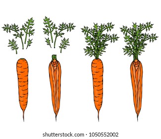 Fresh Orange Carrots with Leaves. Ripe Vegetables. Carrots with Separated Tops. Vegetarian Cuisine. Salad Ingredient. Realistic Hand Drawn Illustration. Savoyar Doodle Style.