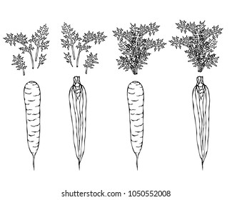 Fresh Orange Carrots with Leaves. Ripe Vegetables. Carrots with Separated Tops. Vegetarian Cuisine. Salad Ingredient. Realistic Hand Drawn Illustration. Savoyar Doodle Style.