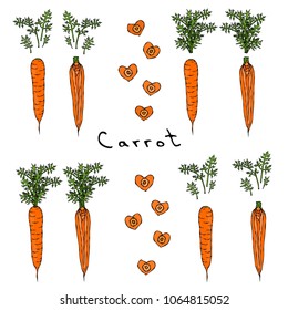 Fresh Orange Carrots with Leaves. Ripe Vegetables. Carrots with Separated Tops. Heart Shape Slices. Vegetarian Cuisine. Salad Ingredient. Realistic Hand Drawn Illustration. Savoyar Doodle Style.