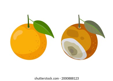 Fresh orange fruit and Bad rotten Orange isolated on white. Citrus fruit becomes spoiled. Concept of defect, disease and norm. Food waste. Rotten Orange with Stinky Rot. Bad smell from mold on Citrus