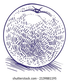 Fresh orange fruit engraving. Hand drawn whole citrus