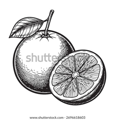 Fresh orange fruit with leaf and slice isolated on white background, engraving style illustration