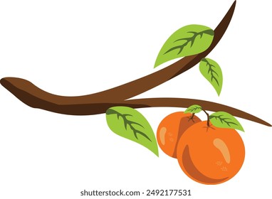 Fresh orange fruit on the branch vector ilustration