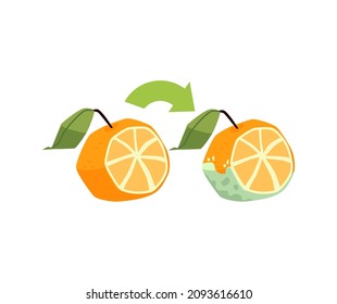 Fresh orange fruit turns into old rotten orange cartoon vector concept. Garbage and Food Waste poster. Citrus fruit with mold on it.