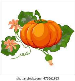 Fresh orange halloween pumpkin isolated on white vector. Orange autumn food fresh pumpkin vegetable holiday decoration. Seasonal ripe isolated pumpkin fresh october halloween symbol.