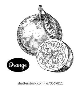 Fresh orange. Hand drawn sketch style tropical summer fruit vector illustration. Isolated drawing on white background. Vitamin and healthy fruit eco food. Farm market produce. 