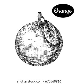 Fresh orange. Hand drawn sketch style tropical summer fruit vector illustration. Isolated drawing on white background. Vitamin and healthy fruit eco food. Farm market produce. 