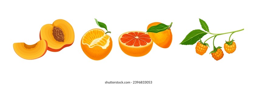 Fresh Orange Organic Fruit and Garden Cultivar Vector Set