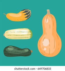 Fresh orange pumpkin decorative seasonal ripe food organic healthy vegetarian vegetable vector