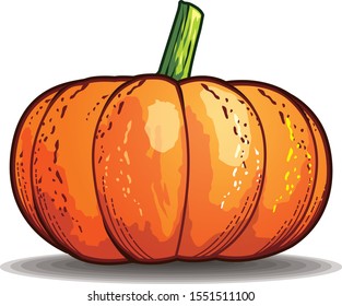 Fresh orange pumpkin illustration vector
