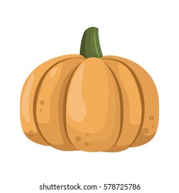 Fresh orange pumpkin vegetable isolated vector illustration.