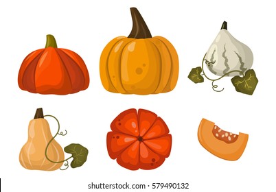 Fresh orange pumpkin vegetable isolated vector illustration.