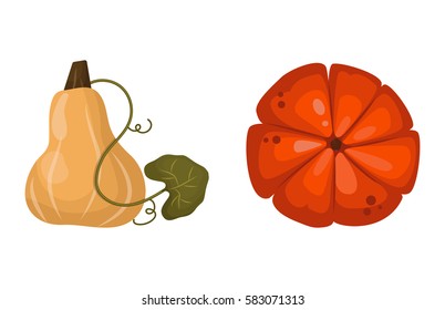 Fresh orange pumpkin vegetable isolated vector illustration.
