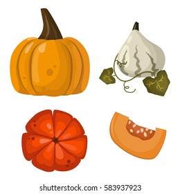 Fresh orange pumpkin vegetable isolated vector illustration.