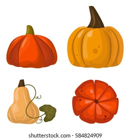 Fresh orange pumpkin vegetable isolated vector illustration.