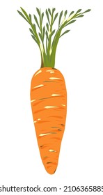 Fresh orange ripe carrots with green stem. Vegetables, vegetarian food. Drawing by hand with large strokes. Vector illustration isolated on white background. Icon, design element, clipart, logo, tag