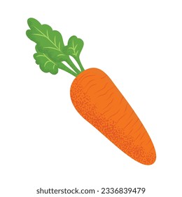 Fresh orange root of carrot with leaves. Simple ripe vegetable. Hand-drawn colored flat vector illustration isolated on white background
