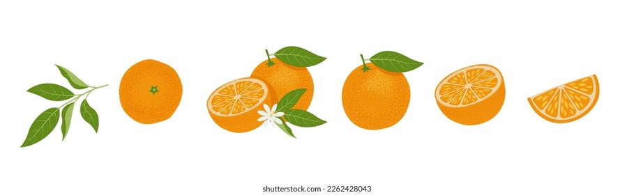 Fresh Orange slices set. Citrus, vitamin c. Vector illustration, isolated on white background