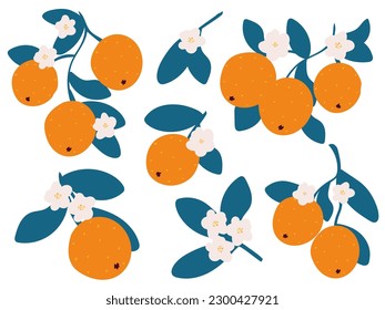 Fresh oranges hand drawn set. Orange on branches and blossom simple illustration collection. Orange, tangerine, clementine, mandarin isolated exotic tropical fruit, vector