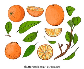 Fresh Oranges and Leaves Set. Vector oranges EPS8 illustration. No effects. All items are grouped separately, and by colors and lines.